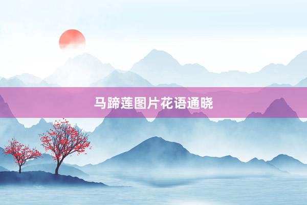 马蹄莲图片花语通晓